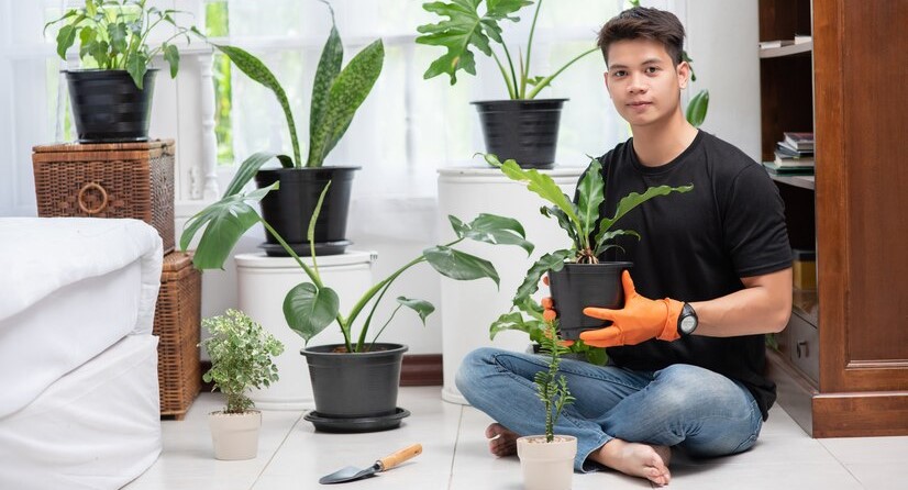Exploring Acetatas: Versatile Plants for Every Home